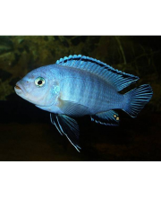 Псевдотрофеус пиндани (Pseudotropheus socolofi) Псевдотрофеус пиндани (Pseudotropheus socolofi)