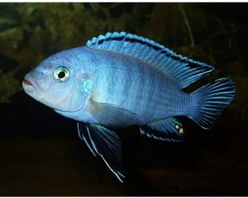 Псевдотрофеус пиндани (Pseudotropheus socolofi)