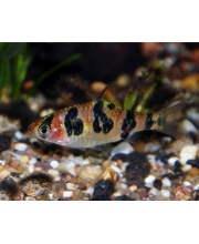 Барбус ромбоцелятус (Puntius rhomboocellatus) Барбус ромбоцелятус (Puntius rhomboocellatus)