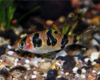 Барбус ромбоцелятус (Puntius rhomboocellatus)
