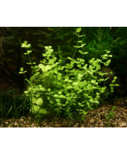 Монетница (Lysimachia nummularia) Монетница (Lysimachia nummularia)