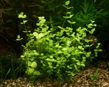 Монетница (Lysimachia nummularia)