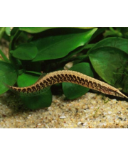 Мастацембелус циркумцинктус (Mastacembelus circumcinctus)