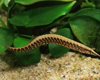 Мастацембелус циркумцинктус (Mastacembelus circumcinctus)