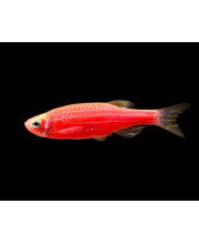 Данио красный (Danio rerio var. Данио красный (Danio rerio var.