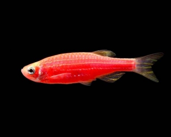 Данио красный (Danio rerio var. 