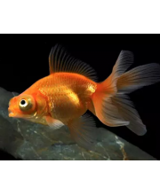 Телескоп красный (Carassius auratus var.) Телескоп красный (Carassius auratus var.)