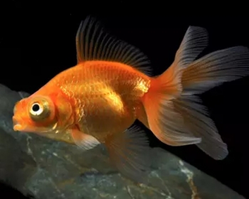 Телескоп красный (Carassius auratus var.)
