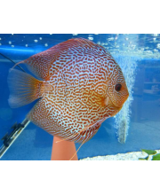 Дискус леопардовая шкура (Symphysodon aequifasciatus var.)