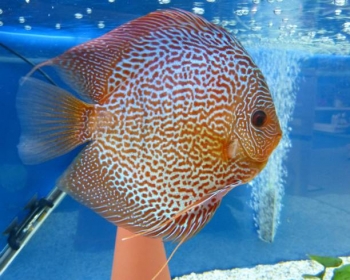 Дискус леопардовая шкура (Symphysodon aequifasciatus var.)