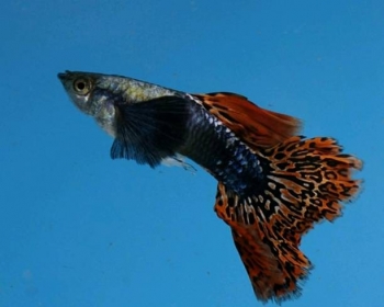 Гуппи Слоновьи уши самцы (Poecilia reticulata var.)