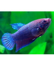 Петушок самки (Betta Splendens var.) Петушок самки (Betta Splendens var.)