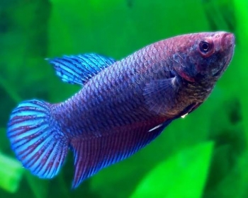 Петушок самки (Betta Splendens var.)