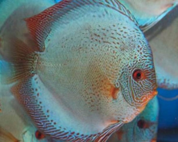 Дискус синий скорпион (Symphysodon aequifasciatus var.)
