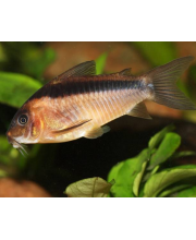 Коридорас рабаути (Corydoras rabauti) Коридорас рабаути (Corydoras rabauti)