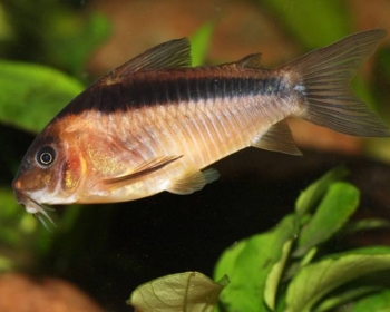 Коридорас рабаути (Corydoras rabauti)