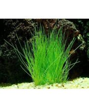 Элеохарис парвулюс (Eleocharis parvulus) Элеохарис парвулюс (Eleocharis parvulus)