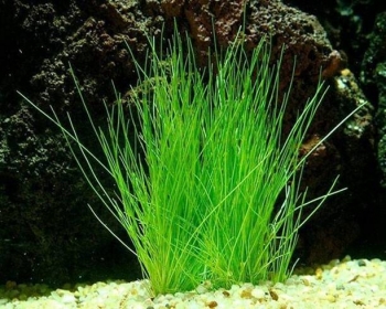 Элеохарис парвулюс (Eleocharis parvulus)