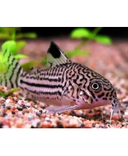 Коридорас трехлинейный (Corydoras trilineatus) Коридорас трехлинейный (Corydoras trilineatus)