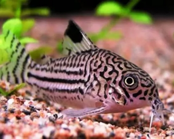 Коридорас трехлинейный (Corydoras trilineatus)