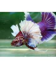 Петушок плакат слоноухий (Betta Splendens var.) Петушок плакат слоноухий (Betta Splendens var.)