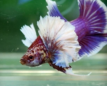 Петушок плакат слоноухий (Betta Splendens var.)