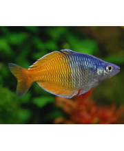 Меланотения Боэсмана (Melanotaenia boesemani) Меланотения Боэсмана (Melanotaenia boesemani)