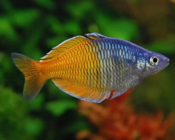 Меланотения Боэсмана (Melanotaenia boesemani)