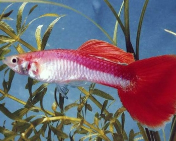 Гуппи радужная самцы (Poecilia reticulata var.)