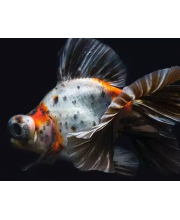 Телескоп ситцевый (Carassius auratus var.) Телескоп ситцевый (Carassius auratus var.)