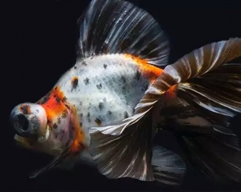 Телескоп ситцевый (Carassius auratus var.)