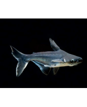 Пангасиус (Pangasianodon hypophthalmus) Пангасиус (Pangasianodon hypophthalmus)