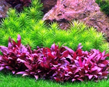 Альтернантера рейнека мини (Alternanthera reineckii «Mini»)