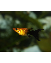 Моллинезия золотая пыль (Poecilia sphenops var.) Моллинезия золотая пыль (Poecilia sphenops var.)