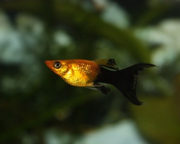 Моллинезия золотая пыль (Poecilia sphenops var.)