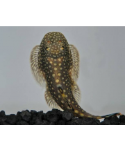 Гастромизон (Gastromyzon punctulatus) Гастромизон (Gastromyzon punctulatus)