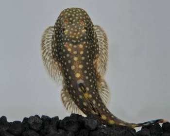 Гастромизон (Gastromyzon punctulatus)