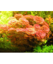 Кабомба красная (Cabomba furcata) Кабомба красная (Cabomba furcata)