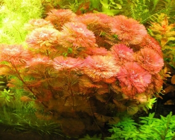 Кабомба красная (Cabomba furcata)