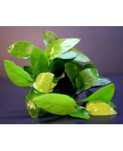 Анубиас Бартера карликовый золотой (Anubias barteri Nana gold)