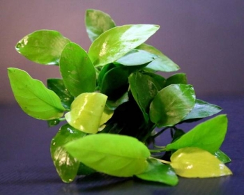 Анубиас Бартера карликовый золотой (Anubias barteri Nana gold)