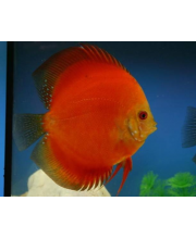 Дискус ред мелон (Symphysodon aequifasciatus var.)