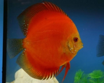 Дискус ред мелон (Symphysodon aequifasciatus var.)