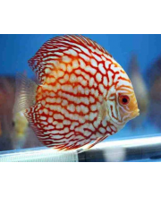 Дискус красная карта (Symphysodon aequifasciatus var.)