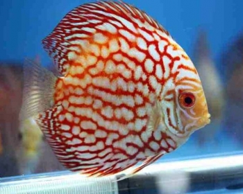 Дискус красная карта (Symphysodon aequifasciatus var.)