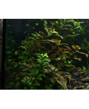 Людвигия болотная (Ludwigia palustris) Людвигия болотная (Ludwigia palustris)
