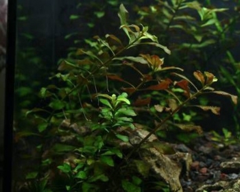 Людвигия болотная (Ludwigia palustris)