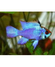 Апистограмма Рамирези голубая (Microgeophagus ramirezi var.)