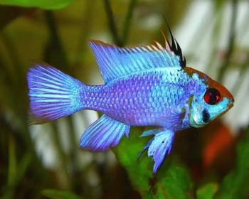 Апистограмма Рамирези голубая (Microgeophagus ramirezi var.)