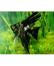 Скалярия мраморная (Pterophyllum scalare var.) Скалярия мраморная (Pterophyllum scalare var.)